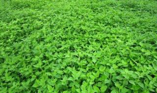 冰凌花是保护植物吗 冰凌花是保护植物吗