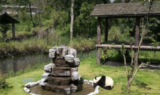 四川雅安碧峰峡 四川雅安碧峰峡