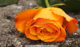 什么颜色代表友谊 什么颜色代表友谊